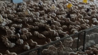 poultry farm day 20 daily routine hard work  broiler chicken feeding and drinking management [upl. by Gutow]