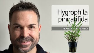 Guía completa sobre Hygrophila Pinnatifida Cultivo cuidados y características [upl. by Eintruok]