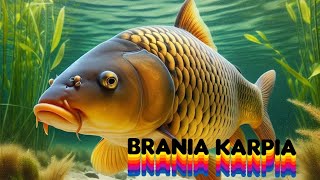 BRANIA KARPIA POD WODĄ JAK BIORĄ KARPIE [upl. by Lita971]