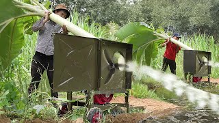 Genius Way They Feed Fishes by Slicing Banana Trees [upl. by Helas]