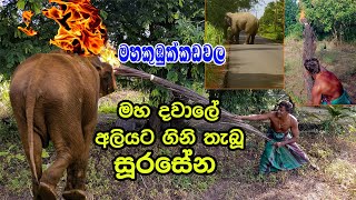 සූරයා වන අලියකුට කරපු දේ Eliphant Attack Rowan Production GossipNews [upl. by Skill266]