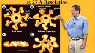 Xiaodong Wang U Texas SouthwesternHHMI Part 2 The Intrinsic Pathway of Apoptosis [upl. by Dermott]