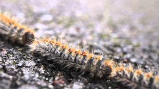 Pine Processionary Caterpillars PPC [upl. by Ennovehc]