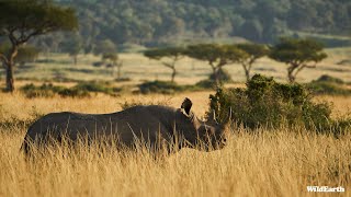 WildEarth  Sunset Safari  15 March 2024 [upl. by Anirbys]