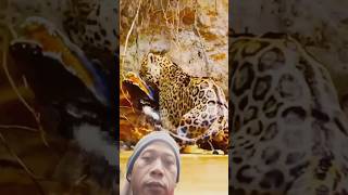 Leopard vs crocodile animals crocodile leopard wildlife shortvideo video nature funny lion [upl. by Notle]