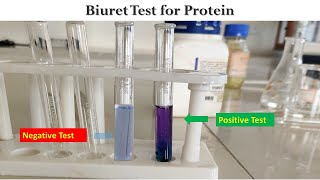 The Biuret test is used to detect the presence of proteins in foods [upl. by Chandra]