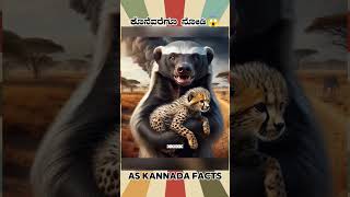 Honey Badger Fact Video  kannada facts karnataka amazing youtubeshorts trendingshorts [upl. by Sinnard]