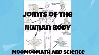 Joints in Human Body [upl. by Lotsyrk]