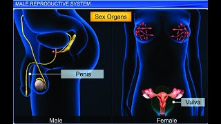 CBSE Class 12 Biology Human Reproduction – 1 Male Reproductive System NEETPreparation Biology [upl. by Kimmy76]