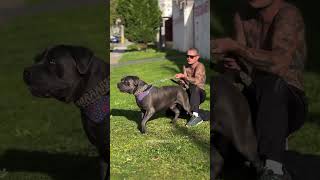 🦅dragonspitkennel pitmonster pets pitbulldog cachorros [upl. by Ahsratal]