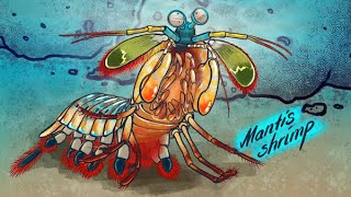 How the mantis shrimp’s powerful punch inspired stronger composite materials Meet the quotsmasherquot [upl. by Ennaitsirhc]