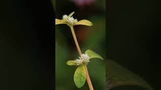 Alternanthera sessilis🌱 [upl. by Secnarf]