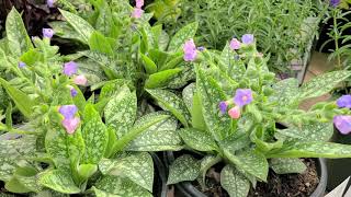 Pulmonaria Twinkle Toes Lungwort  Shade Perennial Small BluePink flowers amp Spotted Foliage [upl. by Nnaira]