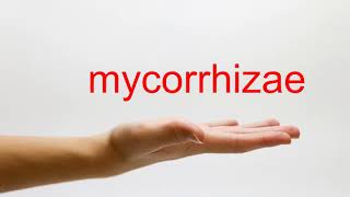 How to Pronounce mycorrhizae  American English [upl. by Annalee]