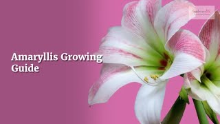 Amaryllis Growing Guide Belladonna Lily by GardenersHQ [upl. by Haynor35]