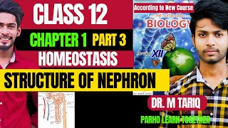 Class 12 chapter 1 Homeostasis  Structure of nephron new Biology book Sindh board part 3 [upl. by Pogue674]