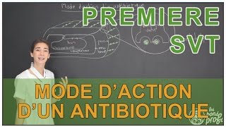 Mode daction dun antibiotique  SVT  1ère  Les Bons Profs [upl. by Cammie]