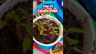 Grow Celosia From Seeds  How to sow celosiaसेलोसिआ को बीज से लगाएCelosia Seed Germination Day 16 [upl. by Wurst593]