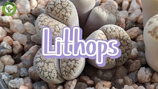 Lithops [upl. by Rodie195]