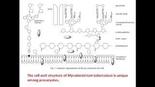 Membrane lipid content of Mycobacterium tuberculosis [upl. by Arocahs]