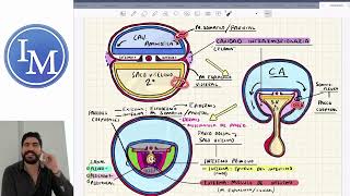 Embriología  Desarrollo de Cavidades Corporales [upl. by Iila146]