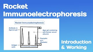 Rocket Immunoelectrophoresis Introduction and Working [upl. by Airlia449]