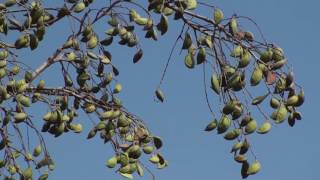 Millettia pinnata Honge tree [upl. by Ellard]