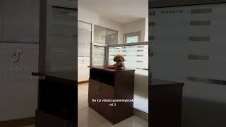 Vizesiz gezemeyenler orda mı  dog vize vizeişlemleri köpeğinizleyurtdışı [upl. by Jewel]