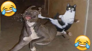 😂VIDEOS GRACIOSOS DE PERROS Y GATOS😂  Si Te Ries Pierdes [upl. by Milissent]