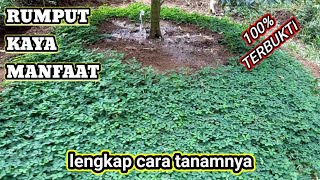 MANFAAT ARACHIS PINTOI UNTUK POHON DURIAN BEGINI CARA MENANAM ARACIS [upl. by Arrik469]