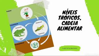 6°ano Cadeias alimentares e níveis tróficos [upl. by Yalcrab762]