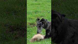 Pup amp Kit ferreting rabbiting lurcher hunting [upl. by Adiaj]