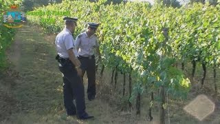 Brunello di Montalcino contraffatto sequestrati nel senese 165mila litri di DOCG falso [upl. by Aryan]