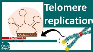 Telomere replication  The End replication problem  Aging and Telomere [upl. by Whittemore]