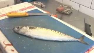 A Guide To Filleting Mackerel [upl. by Lehsreh]