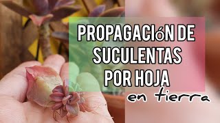 Como Propagar Suculentas por Hoja en sustratoJardín Suculento [upl. by Iarahs545]