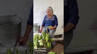 A Mi Gonza Le Gustan Mucho Los Tamales de Elote o Uchepos Nunca Faltan En El Rancho [upl. by Somar]