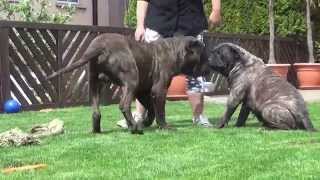 Dogo Canario Wurfplanung 2015 Heidi und Butze [upl. by Noll]