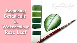 Beginning Botanicals in Watercolour Rose Leaf [upl. by Reba]