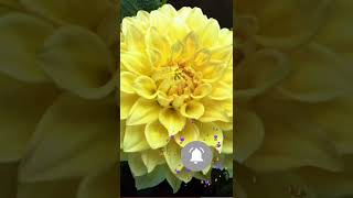 How to grow Dahlia at homeDahlia growing time lapse [upl. by Hadihsar]