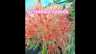 Football Lily  plant care  MJ Terrace garden  shortsviral trendingshorts [upl. by Nedia]