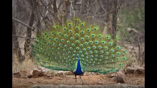 Indian National Bird Peacock Dancing இந்திய மயில் More details see Description [upl. by Ardell127]