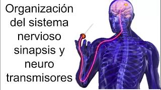 Sinapsis y neurotransmisores  Fisiología [upl. by Tnahsin]