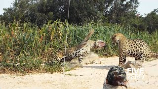 2 Male Jaguars Fight on the Beach [upl. by Martres]