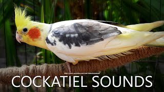 Cockatiel Singing Cockatiel Call Sounds  Male Cockatiel Dono [upl. by Eselahs]