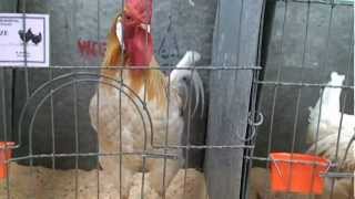 Dunedin poultry show 201202 [upl. by Eanil876]