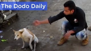 Dog Hit By Car Miracle Rescue amp Recovery Best Animal Videos  The Dodo Daily Ep 17 [upl. by Drape]