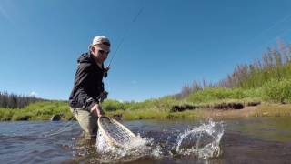 Fly Fishing Douglas Creek Wyoming [upl. by Leak]