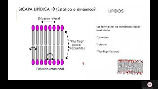 Bicapa lipidicaMembrana plasmática [upl. by Yadrahs959]