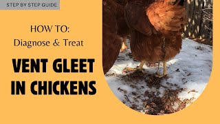 Vent Gleet in Chickens  Diagnosing  Treatment  Prevention [upl. by Berkin526]